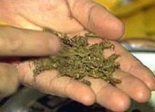 Марихуана становится крепче Марихуана становится крепче